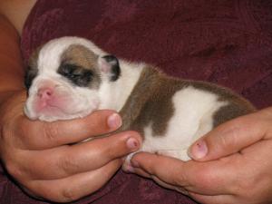 englishbulldogpuppies